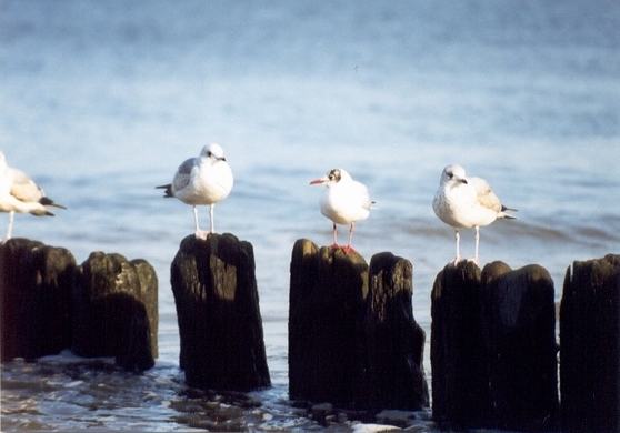 02_mewy_baltyk_kolobrzeg.jpg