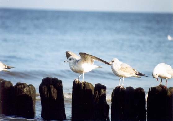 03_odlot_mewy_baltyk_kolobrzeg.jpg