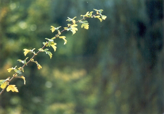 05_galazka.jpg