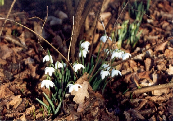 15_przebisniegi_marzec_2000.jpg