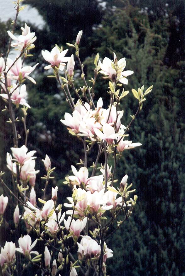 magnolia.jpg