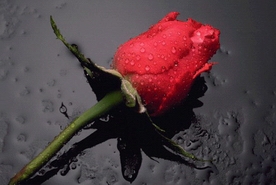 rose1_30.jpg